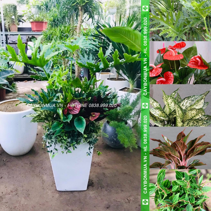 [Mẫu 2] Cây Trầu bà chân vịt mix 5 loại - Chậu xi măng